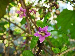 Lycium chinense