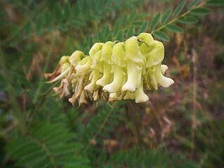 Sophora flavescens
