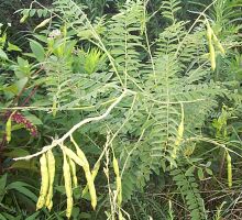 Sophora flavescens