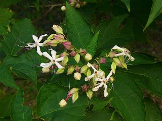 Clerodendron trichotomum