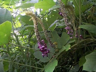 Pueraria lobata