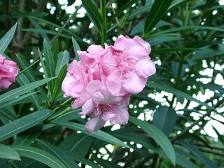 Nerium indicum