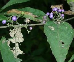 Callicarpa japonica