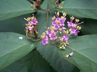 Callicarpa japonica