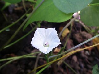 Ipomoea lacunosa