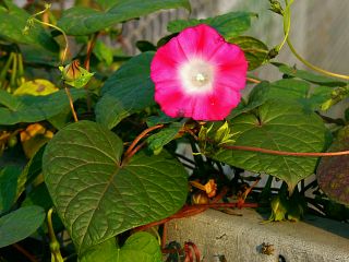 Ipomoea purpurea