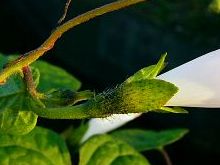 Ipomoea purpurea