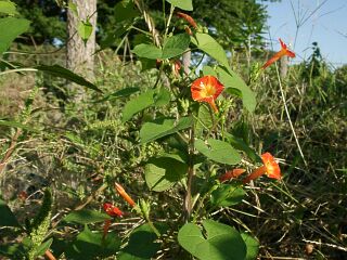 Ipomoea coccinea