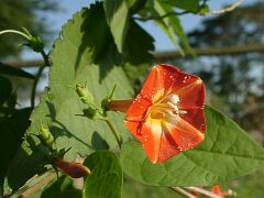 Ipomoea coccinea