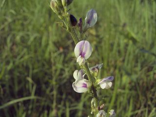 Lespedeza cuneata