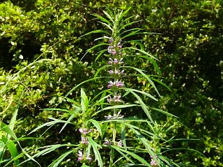 Leonurus japonicus