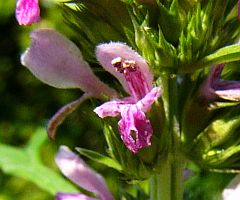 Leonurus japonicus