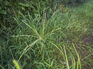 Digitaria ciliaris
