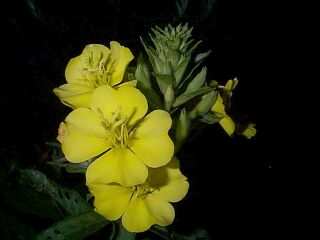 Oenothera biennis