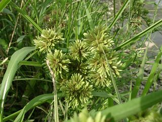 Cyperus eragrostis