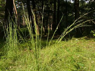 Andropogon virginicus