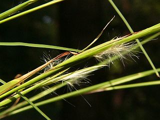 Andropogon virginicus