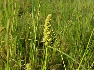 Carex neurocarpa