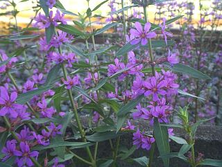 Lythrum anceps