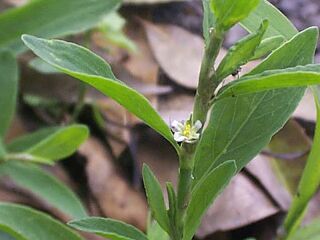 Polygonum aviculare
