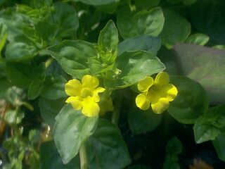 Mumulus nepalensis var. japonicus