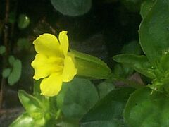 Mumulus nepalensis var. japonicus