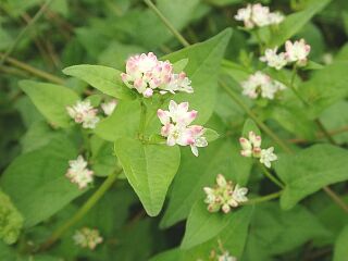 Persicaria thunbergii