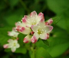Persicaria thunbergii