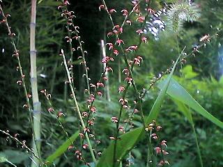 Antenoron filiforme