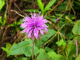 Monarda didyma