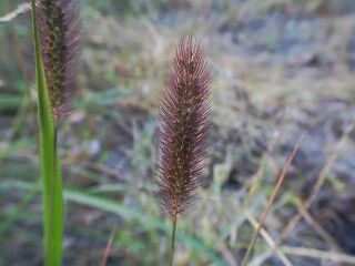 Setaria viridis Beauv.forma purpurascens Maxim