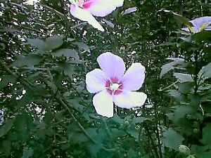 Hibiscus syriacus