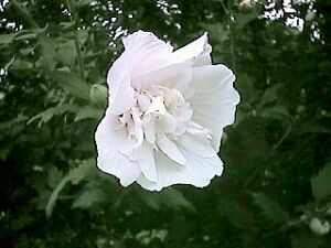Hibiscus syriacus/Rose of Syaron