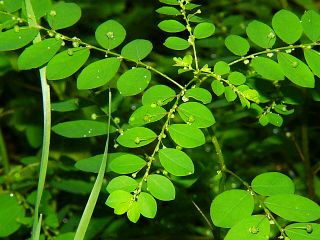 Phyllanthus corcovadensis