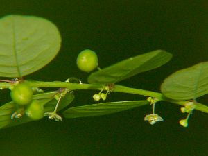 Phyllanthus corcovadensis