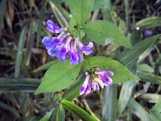 Vicia unijuga