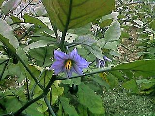 egg-plant