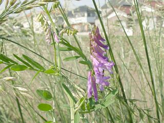 Vicia dasycarpa var.glabrescens