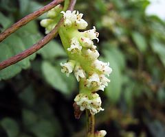 Cuscuta japonica