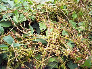 Cuscuta japonica