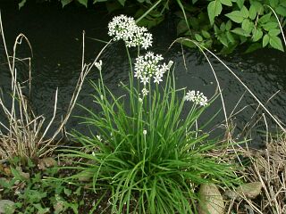 Allium tuberosum
