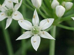 Allium tuberosum
