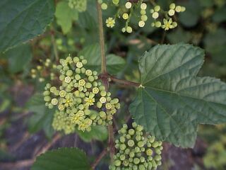Ampelopsis glandulosa var. heterophylla