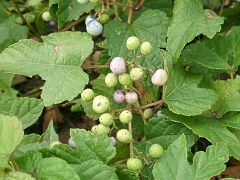 Ampelopsis glandulosa var. heterophylla