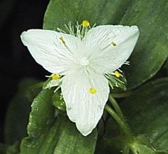 Tradescantia fluminensis