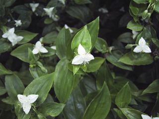 Tradescantia fluminensis