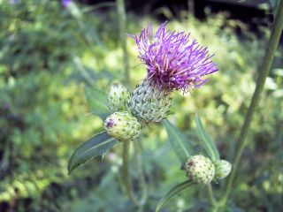 Cirsium tanakae