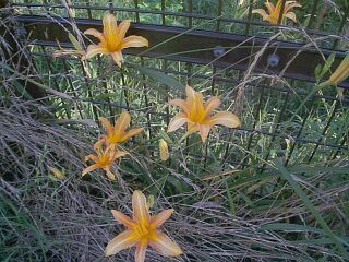 Hemerocallis fulva var. disticha