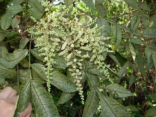 Mallotus japonicus