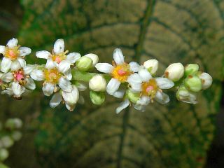 Rhus javanica